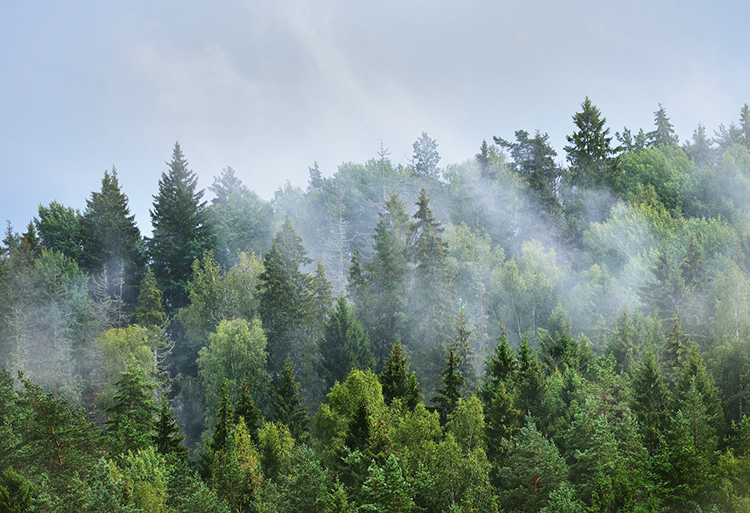  2020政府工作报告，有哪些跟生态环保相关？