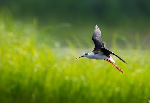 2021—2035年全国重要生态系统保护和修复重大工程是如何规划的？